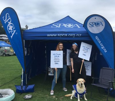 Event and fundraising volunteer