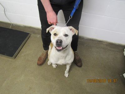 SPCA prosecutes man for breaching an order disqualifying him from owning dogs 