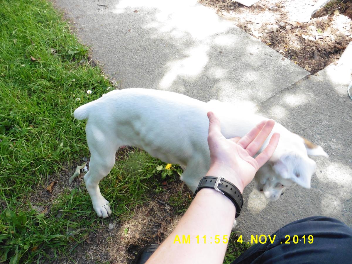 SPCA prosecutes man for docking puppies’ tails 