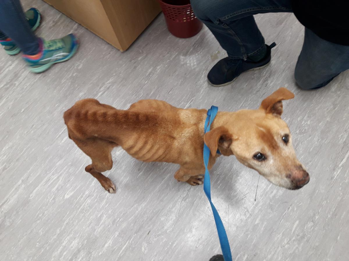 Woman prosecuted for failing to provide care for unwell dog