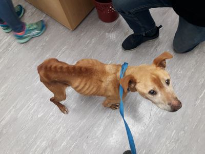 Woman prosecuted for failing to provide care for unwell dog