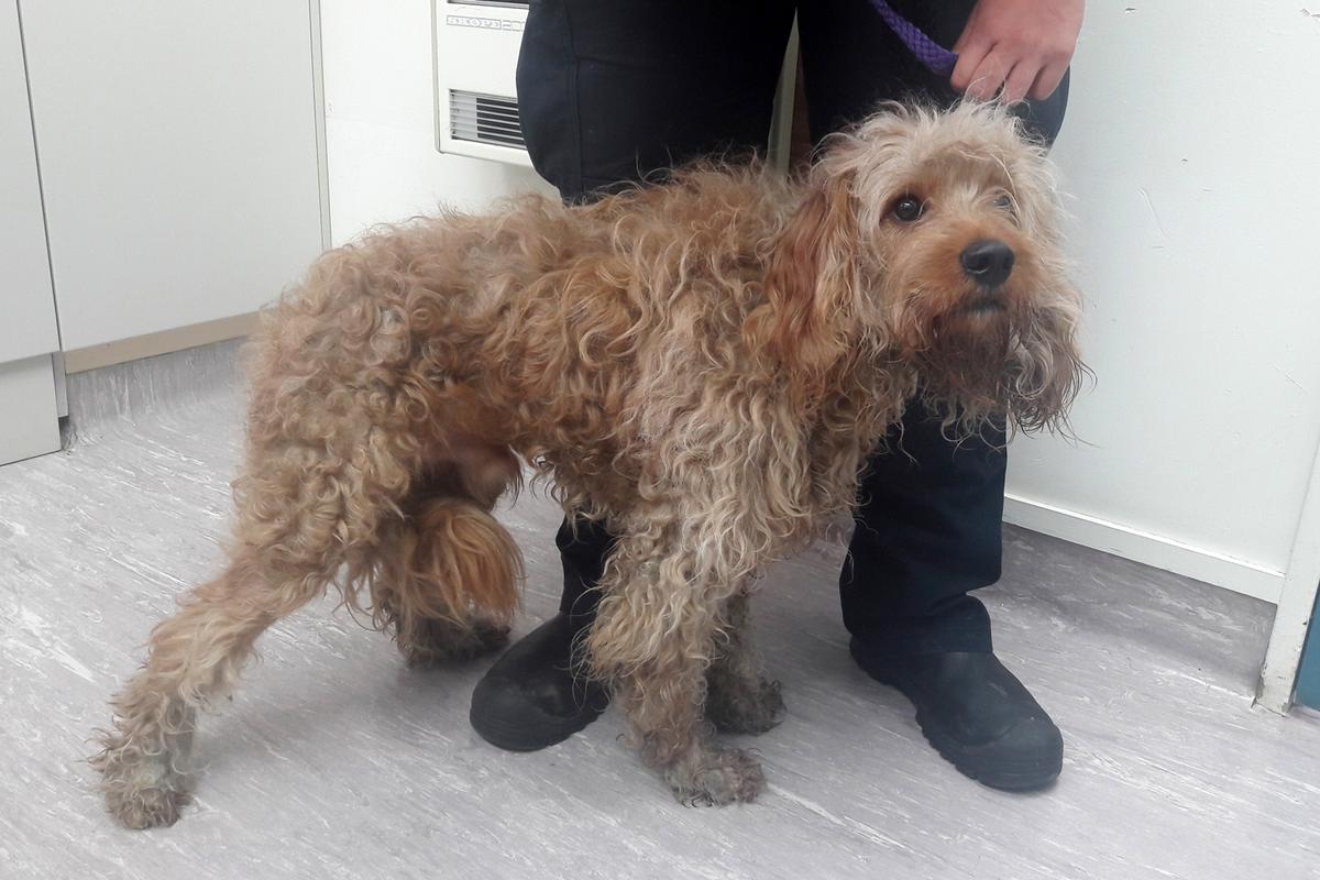 SPCA’s 2018 list of animal cruelty shame released as it appeals for help from public