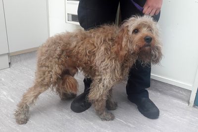 SPCA’s 2018 list of animal cruelty shame released as it appeals for help from public