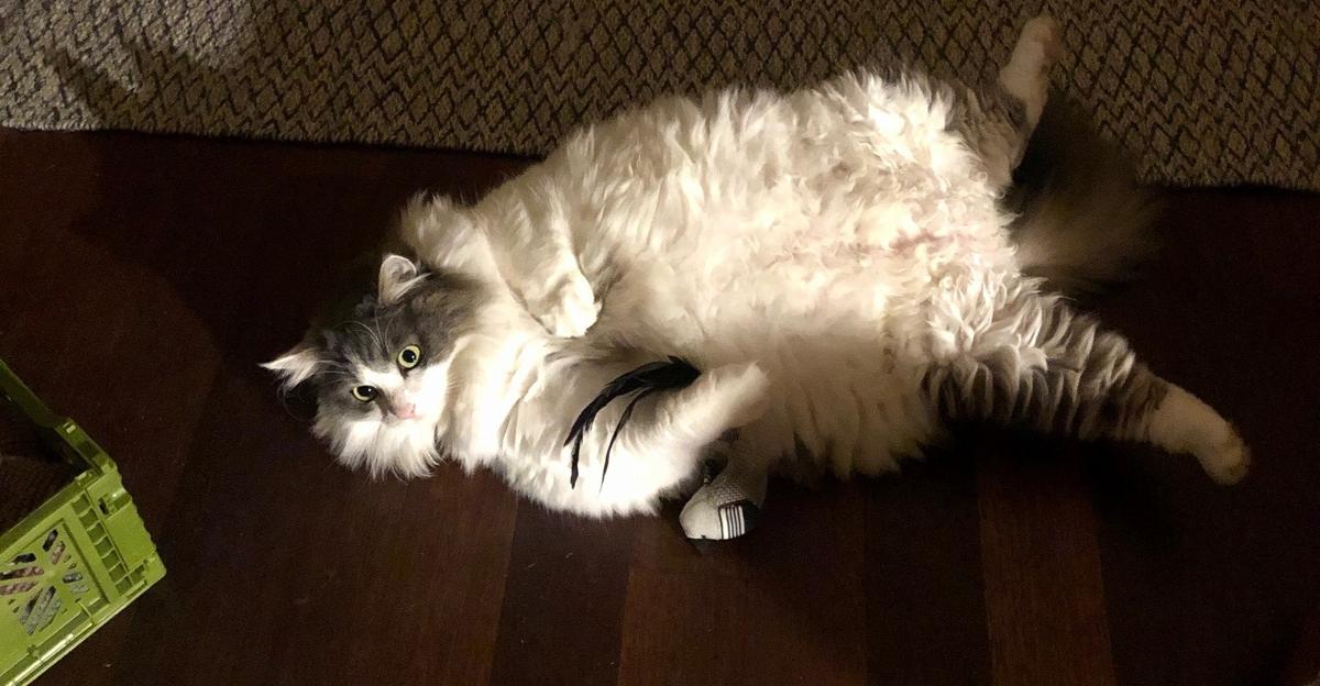 10.4 kg cat beings weight-loss journey