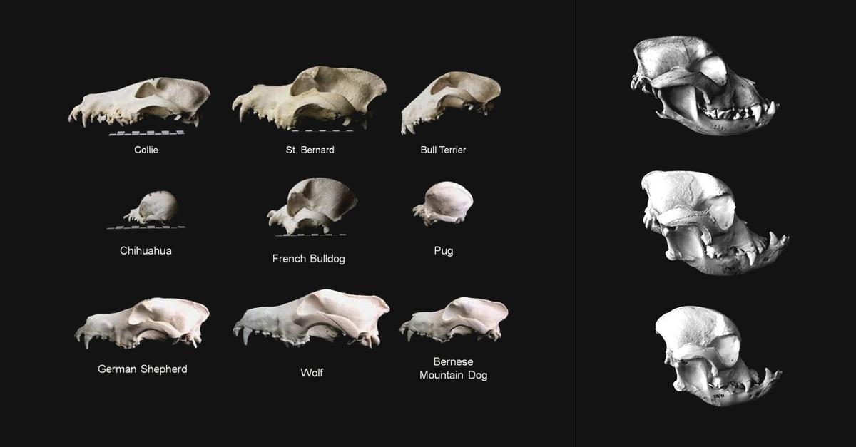 Skull variations of different breeds, breeds with shortened snouts on the right