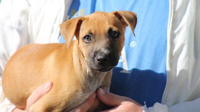 Exceptional contribution to animal welfare recognised during National Volunteer Week