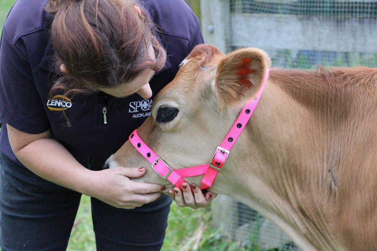 Curious Comet's new start in life