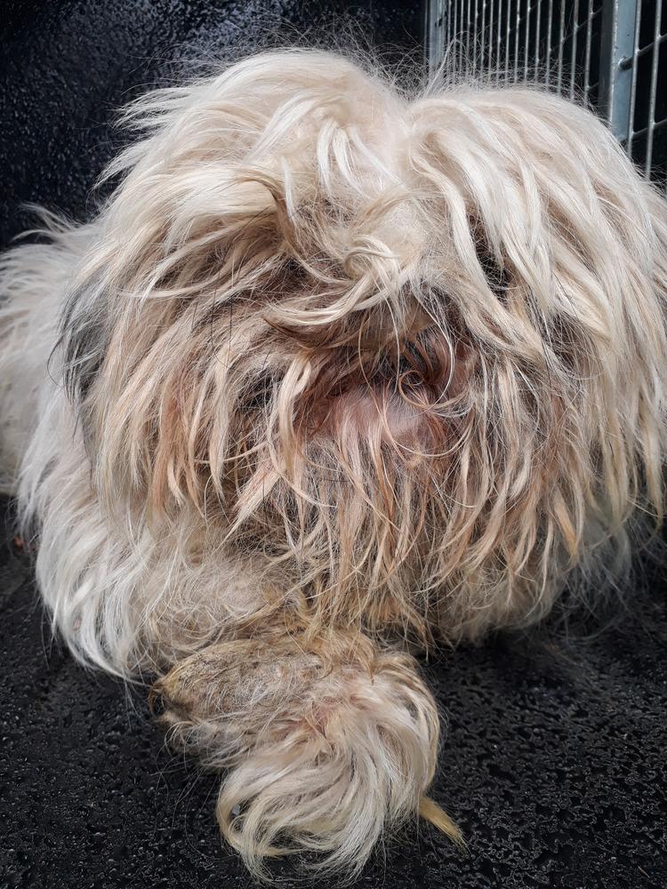 You could barely tell Macey was a dog when she was found.