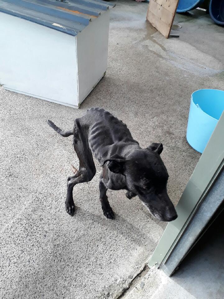 This is what Macy looked like when she was rescued.