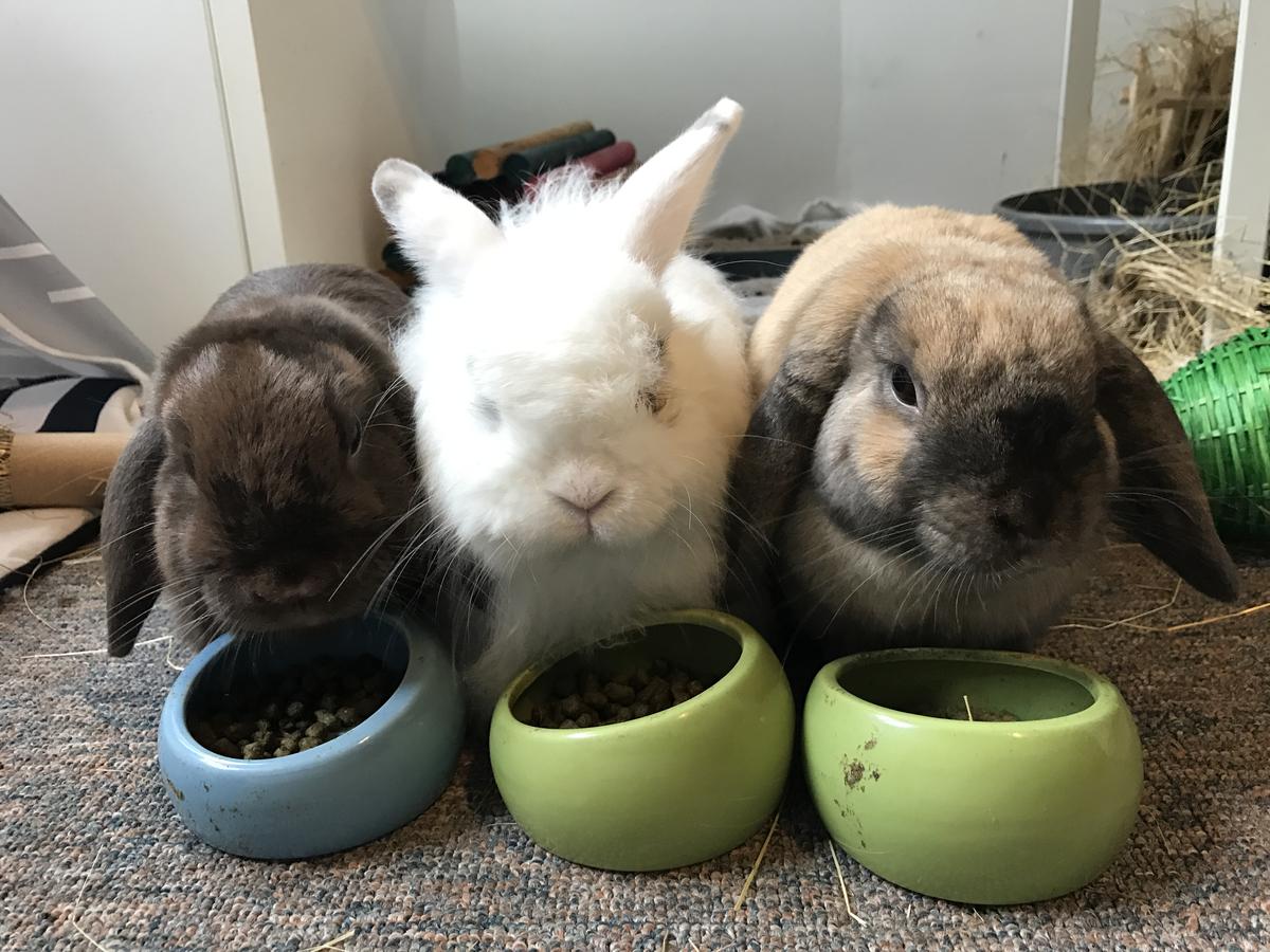 Eddie with his new bunny brothers Alfie and Otis.