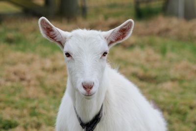 Special pets with special needs