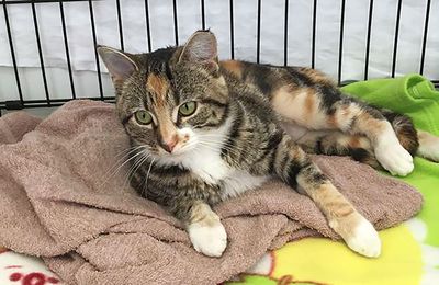 Success Story: Barbie