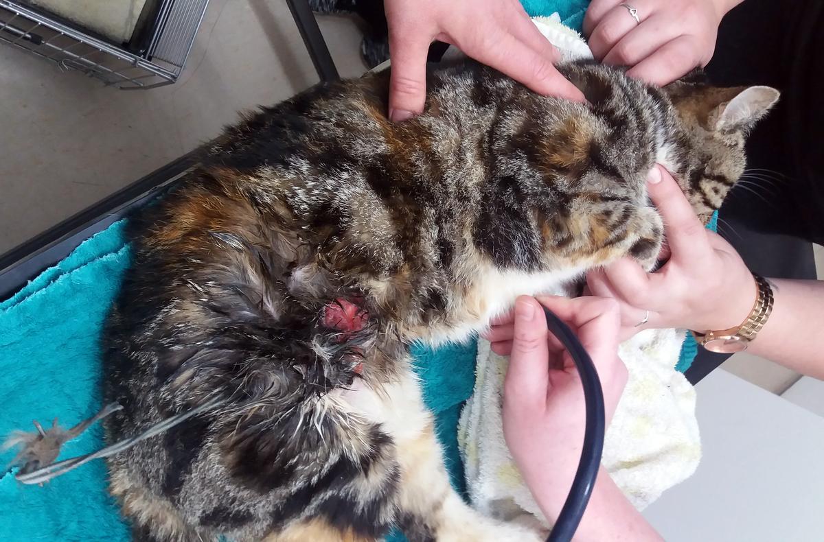 Barbie had horrific wounds when she was found.