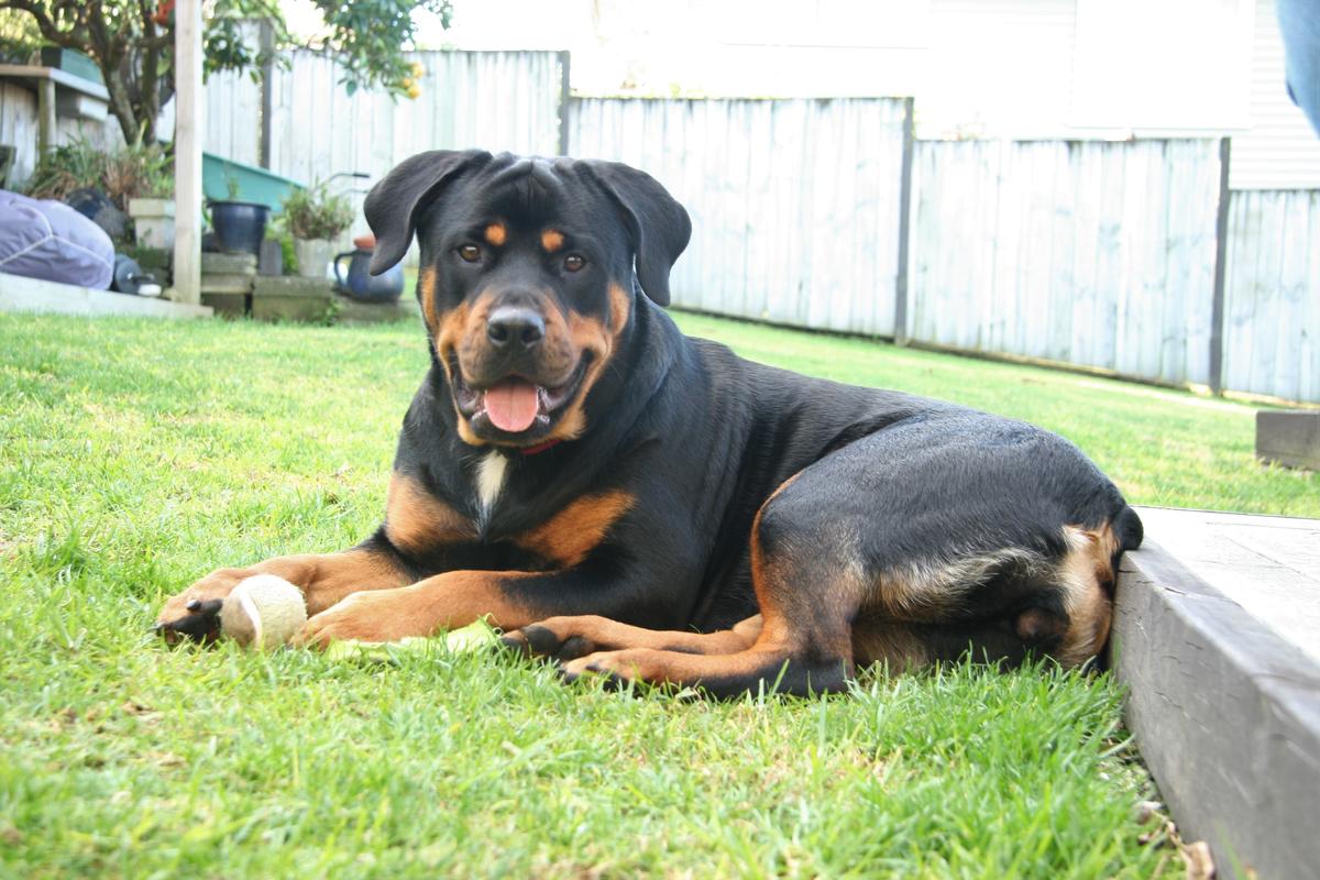 SPCA prosecutes after man beats four-month-old puppy