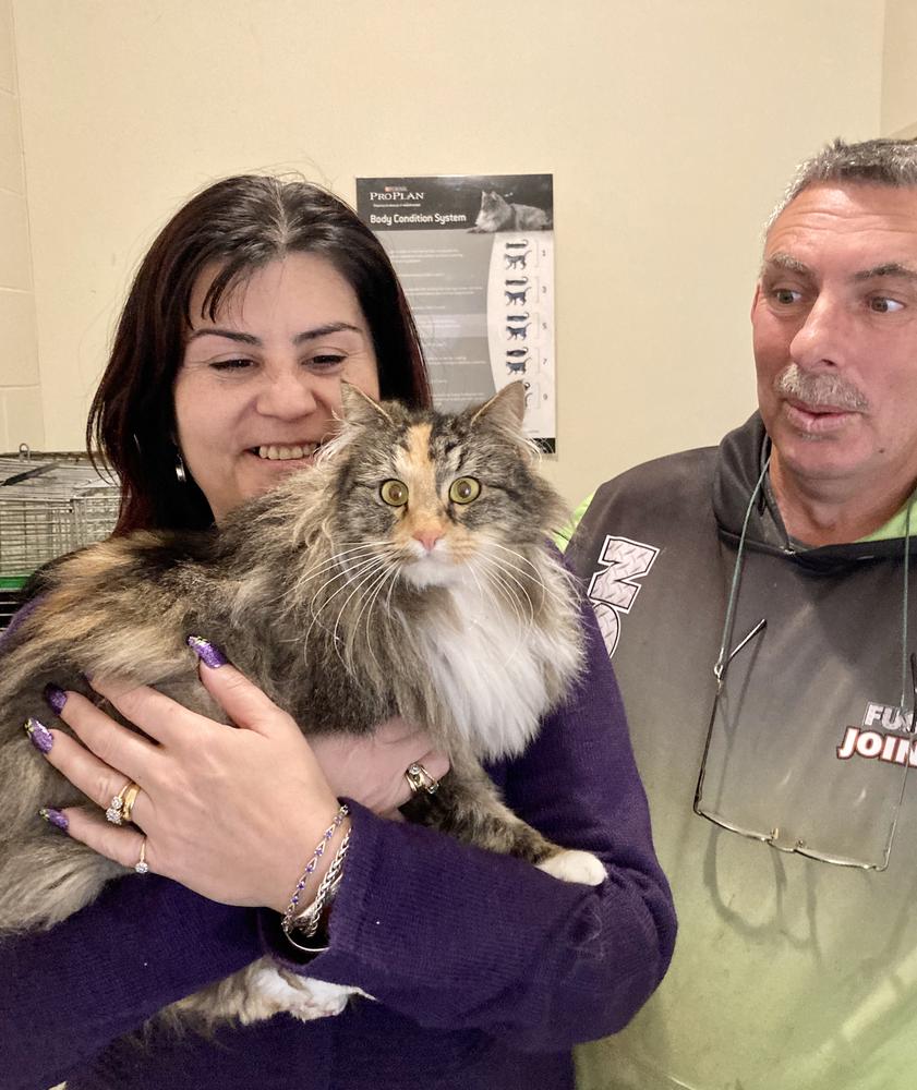 Tearful reunion between cat and owner after a year apart 