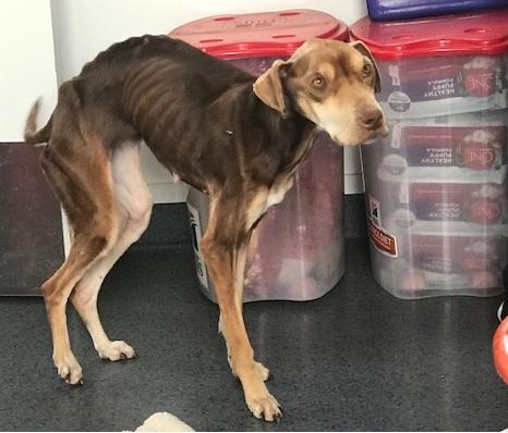 SPCA prosecutes man for failing to feed his dog