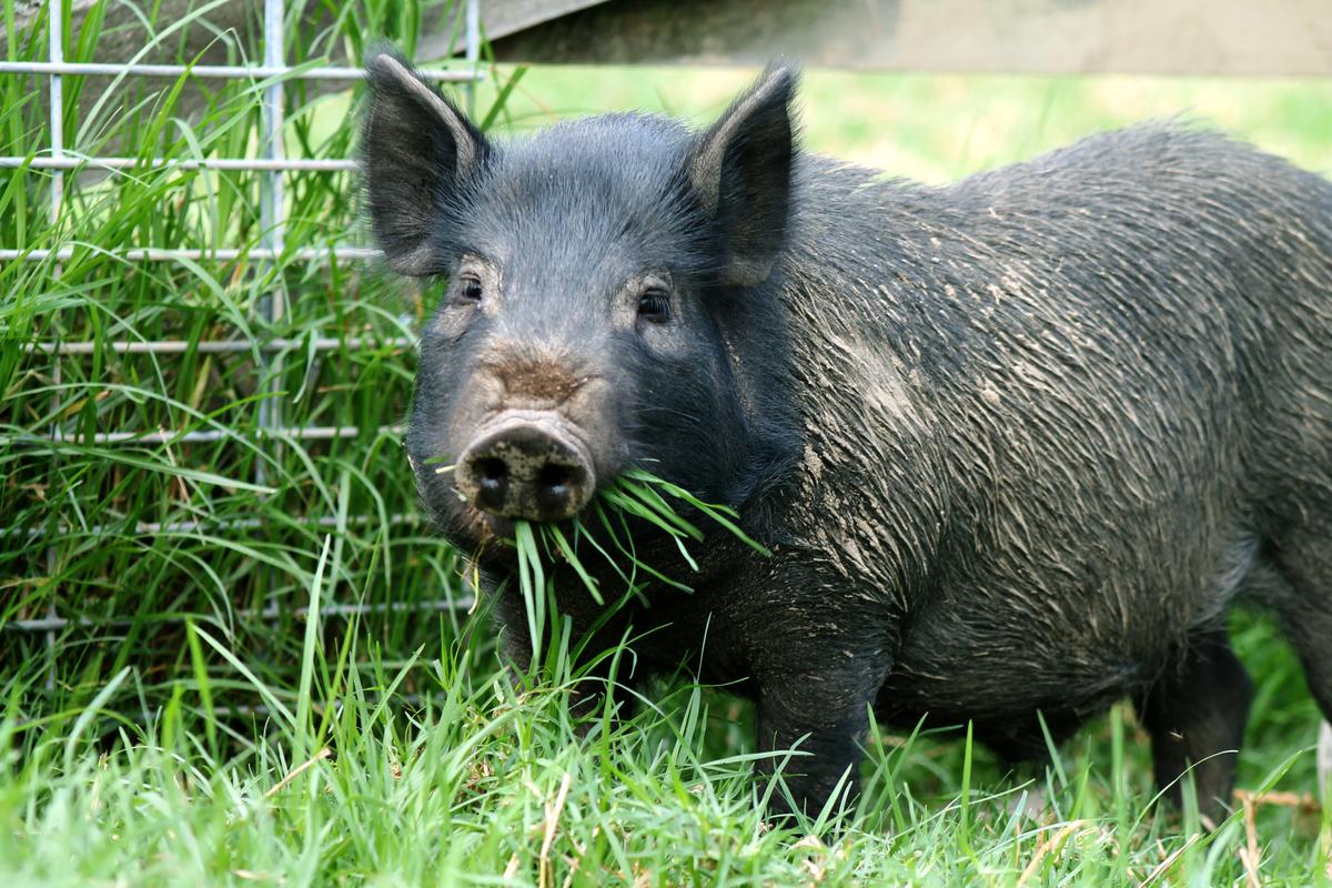 Pig-ture Perfect - How to Care for Our Intelligent Piggy Friends