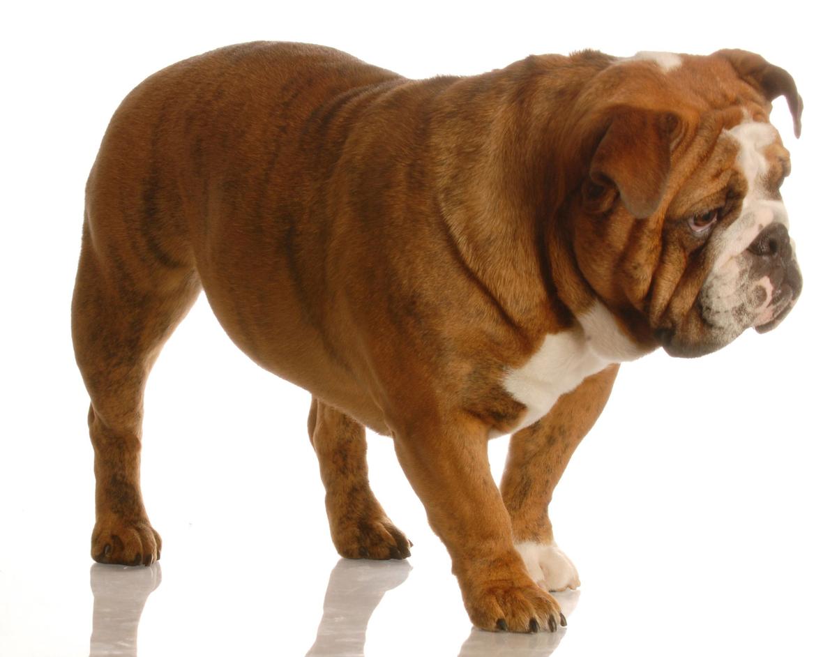 Brachycephalic breed