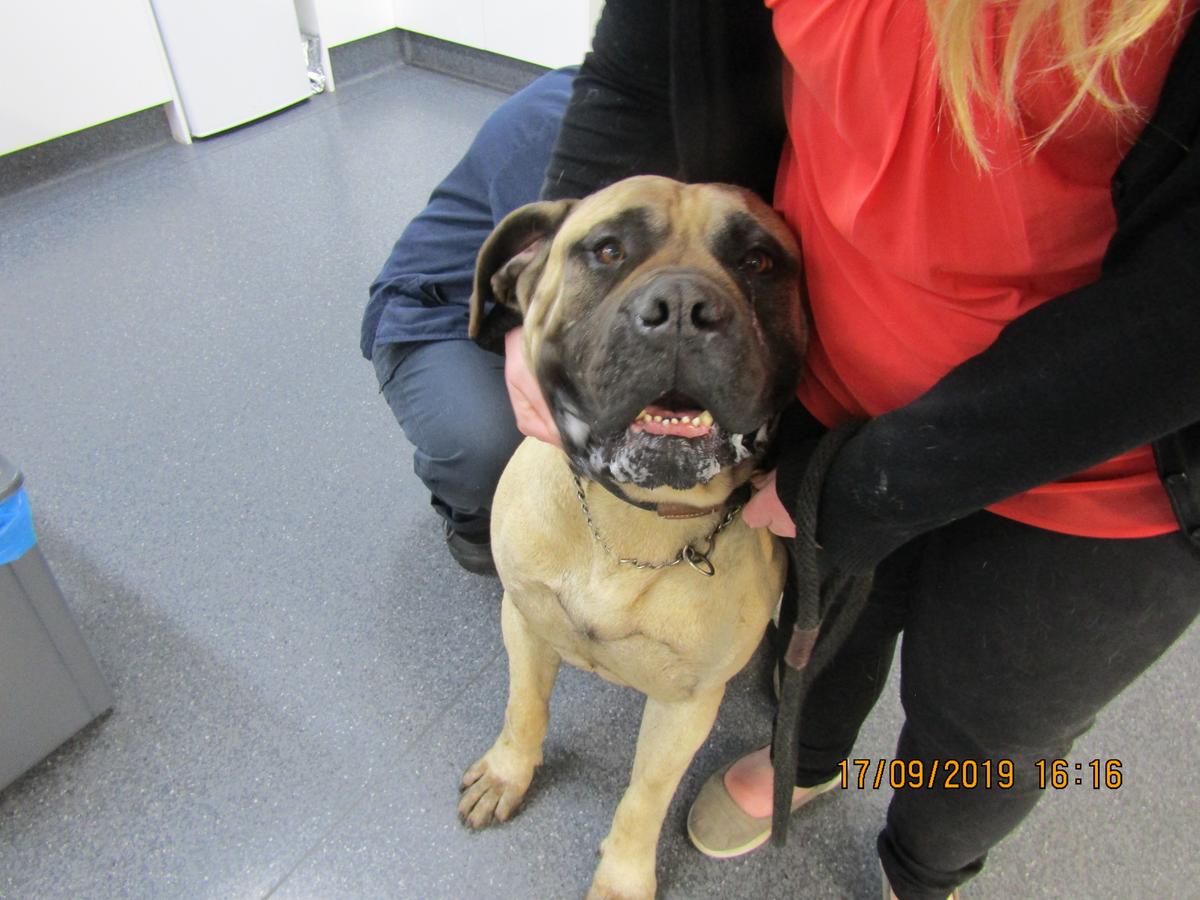 Violent attack captured on video helps SPCA prosecute man for beating his dog