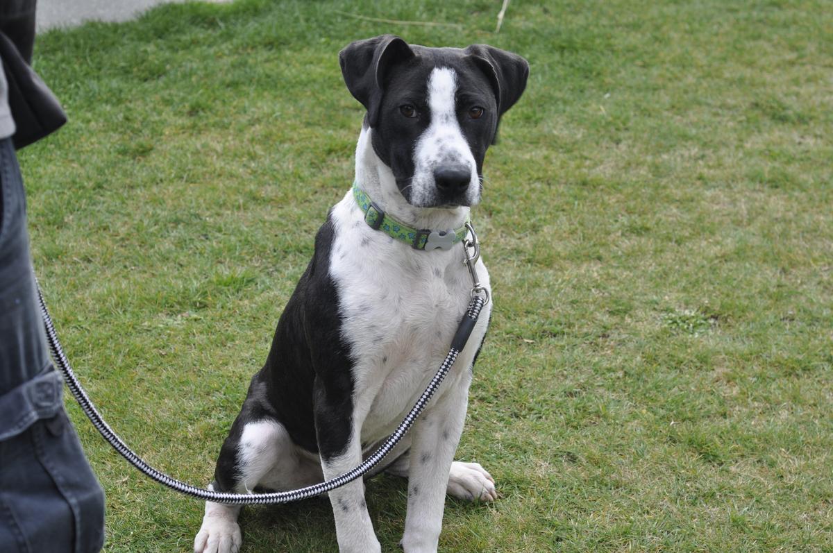 Meet Gino, the dog who defied the odds.  