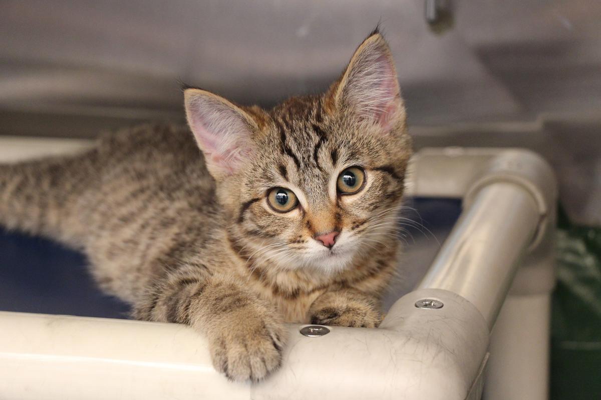 SPCA Prosecutes Otago Man for Drowning Eight Cats