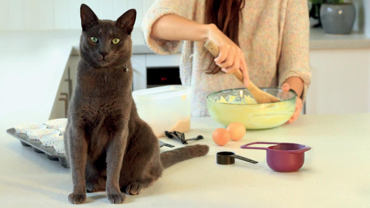 A dozen cupcakes helps thousands of animals 