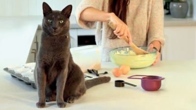 A dozen cupcakes helps thousands of animals 