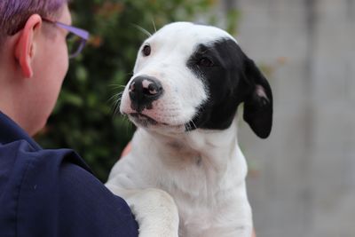 The head and heart benefits of owning a pet