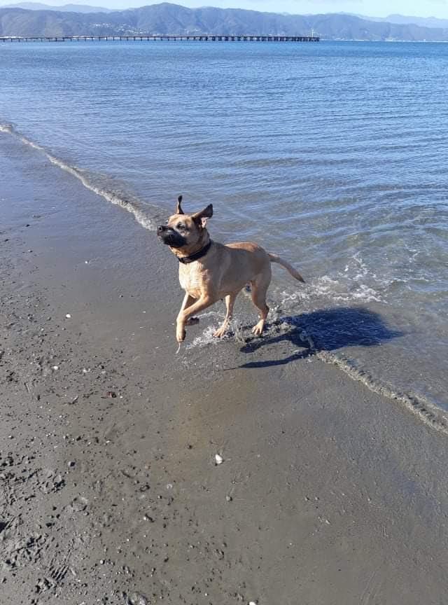 From rescued to rehomed: follow Gemma on her road to recovery