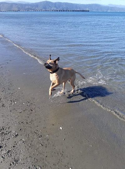 From rescued to rehomed: follow Gemma on her road to recovery