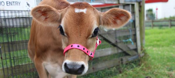 Live Export of Farmed Animals by Sea