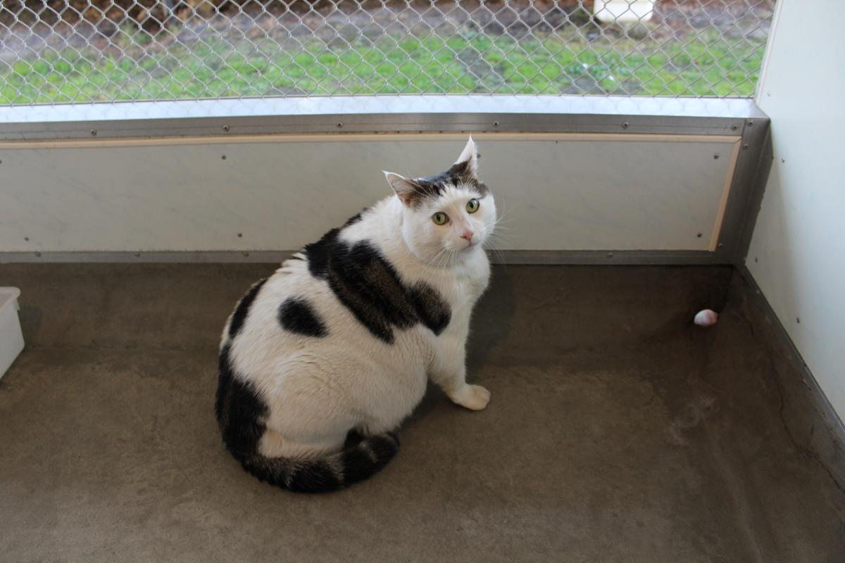 Fat Cat Blue’s big weight-loss journey