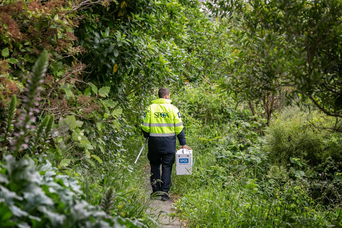 Owner of cat with untreated dental disease prosecuted by SPCA