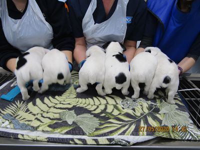 Two-day old puppies' tails illegally docked with no pain relief