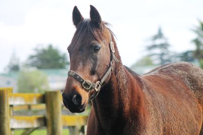 SPCA warns of fireworks’ detrimental impact on NZ’s animals