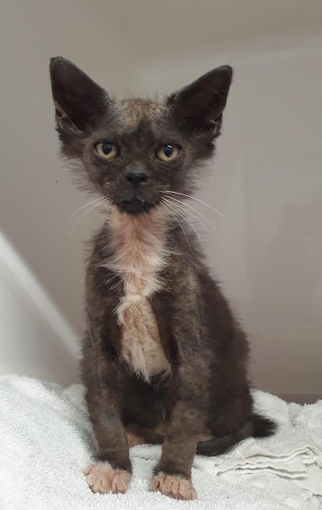 Gremlin's condition on arrival to SPCA in June.