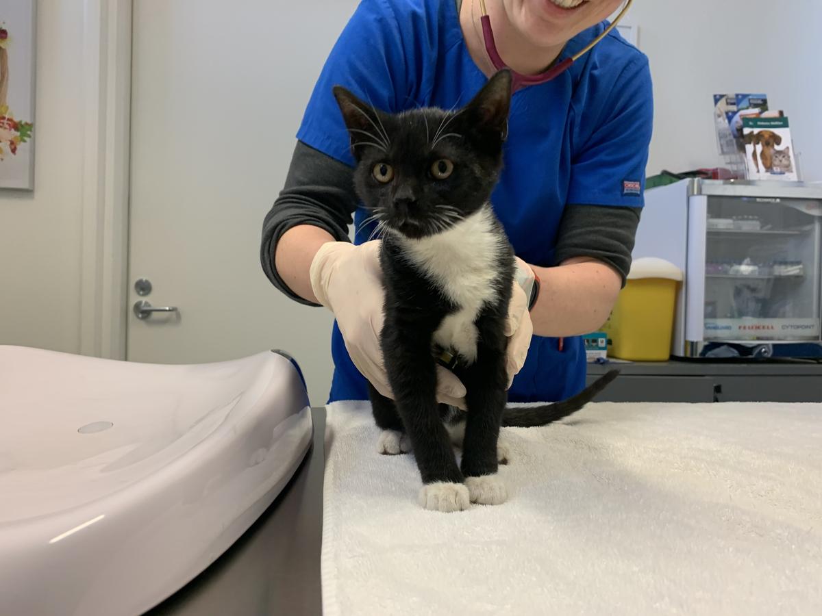 Gremlin at one of his regular vet check ups, while out in foster care.