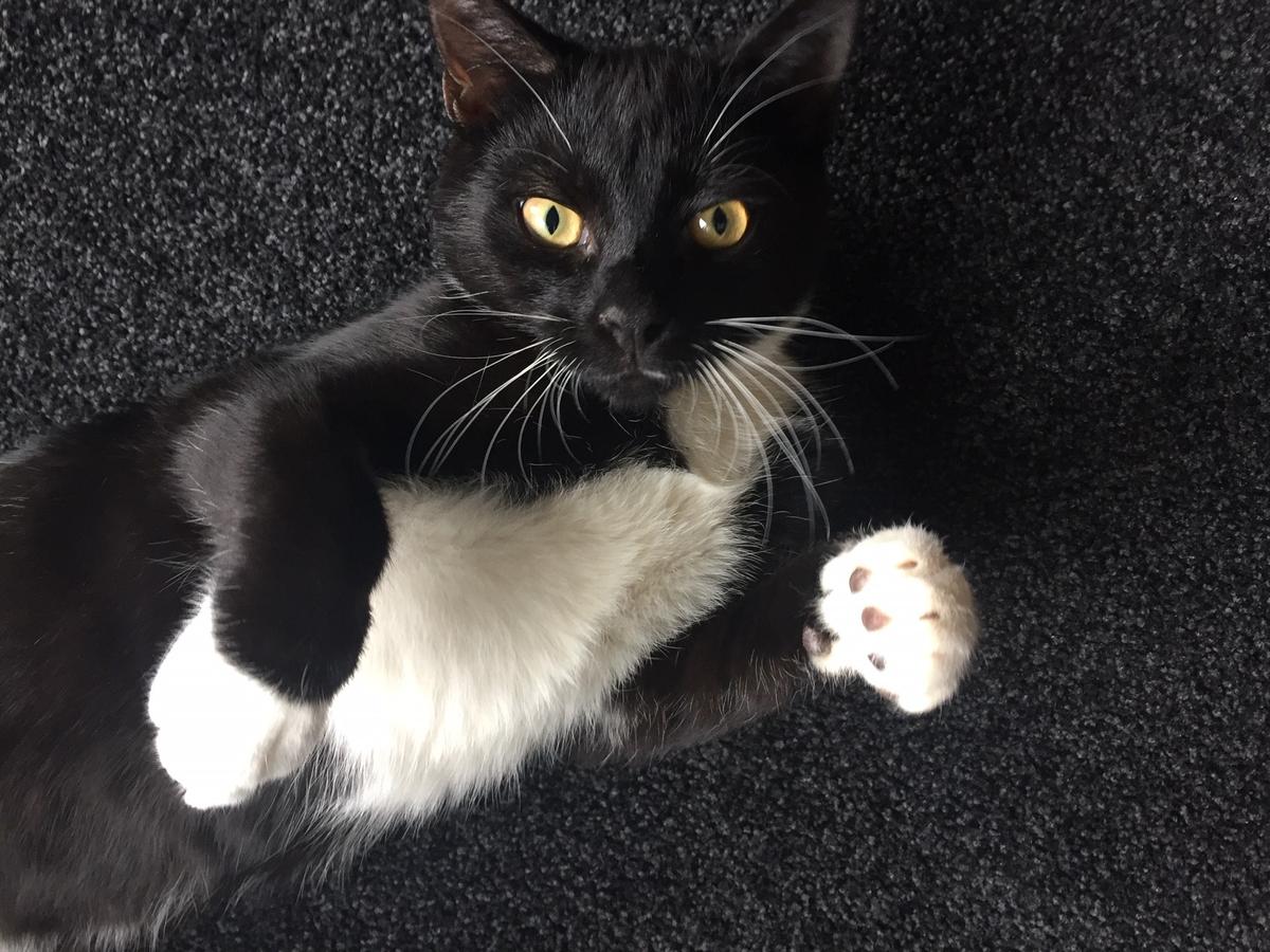 Gremlin, now called Van, thriving in his forever home.