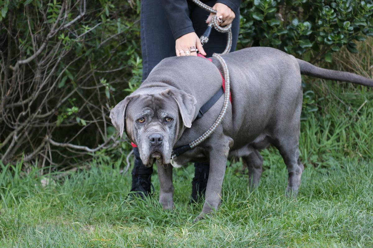 Wilma, pictured June 2020. 