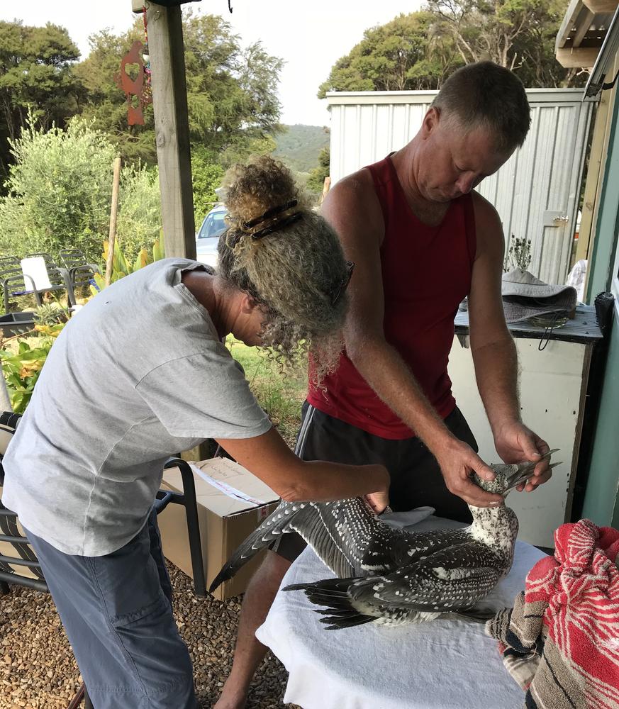 Karen and a centre volunteer examine a juvenile gannet.