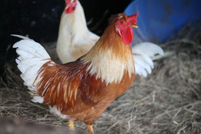 Debunking Rooster Myths