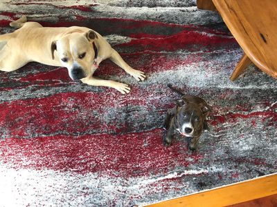 Success Story: Shadow