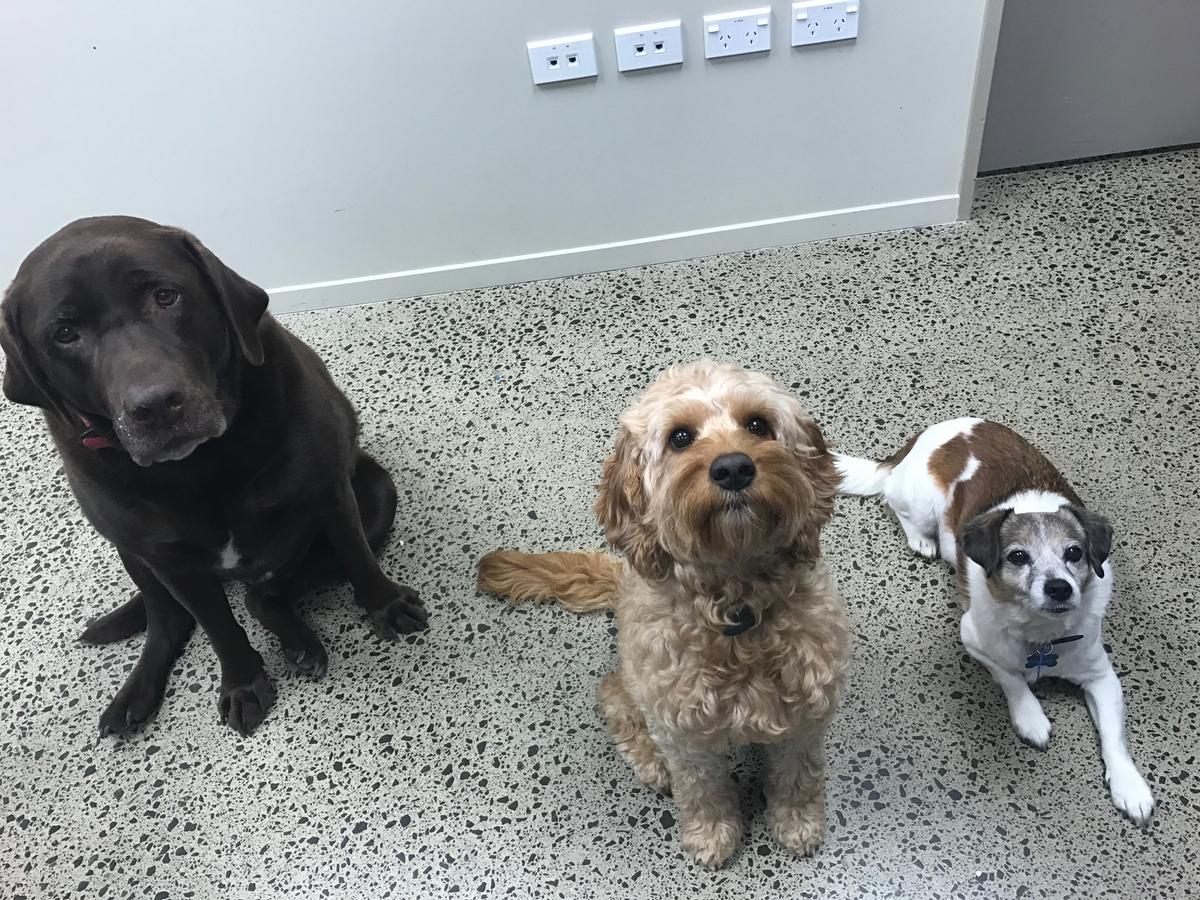 Boosting workplace wellness with Pets at Work