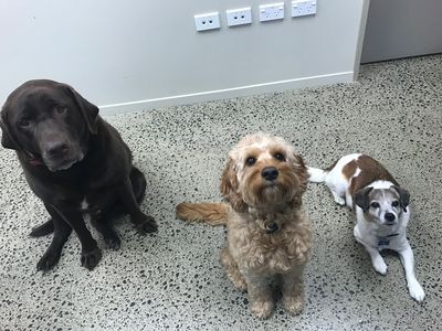 Boosting workplace wellness with Pets at Work