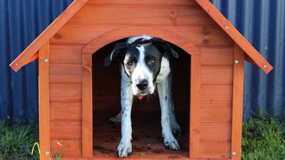 SPCA announces partnership with VetSouth, closure of Gore Centre 