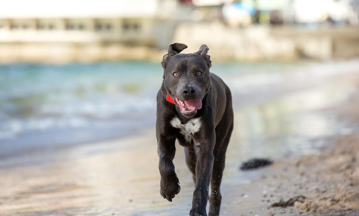 Introducing our new event: Walk your Dog to the Moon!