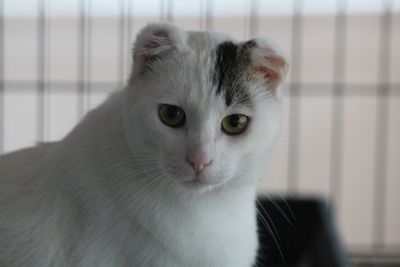 From rescued to rehomed: Otti's Ordeal