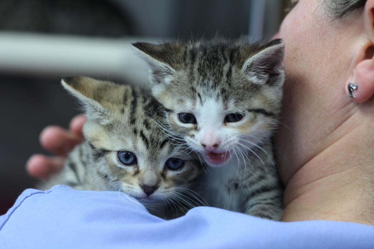 Increased unwanted animal numbers putting SPCA under pressure