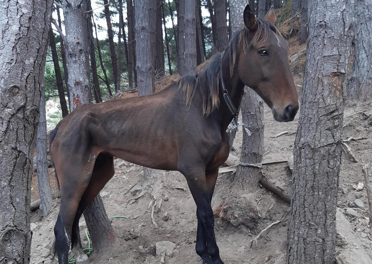 SPCA appalled by woman starving her tethered horse