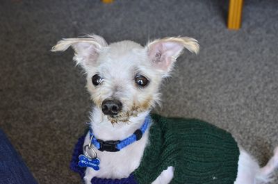 Stark reality of animal abuse detailed in SPCA’s annual List of Shame 